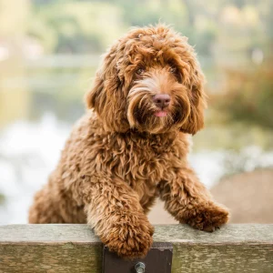 Labradoodles