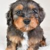 Khloe - Image 9