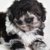 Sammy - Image 2