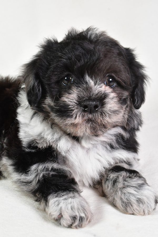 Sammy - Image 2