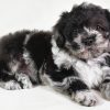 Sammy - Image 3