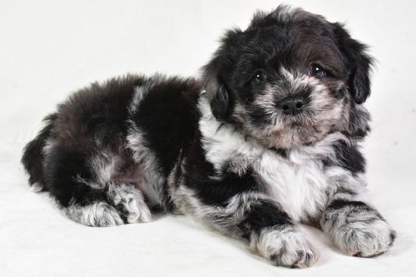 Sammy - Image 3