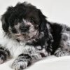 Sammy - Image 4