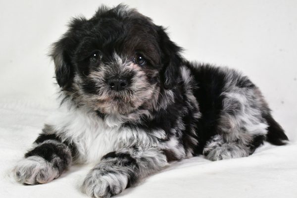 Sammy - Image 4