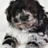 Sammy - Image 5