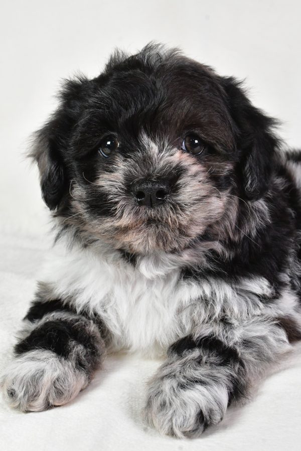 Sammy - Image 5