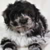 Sammy - Image 6