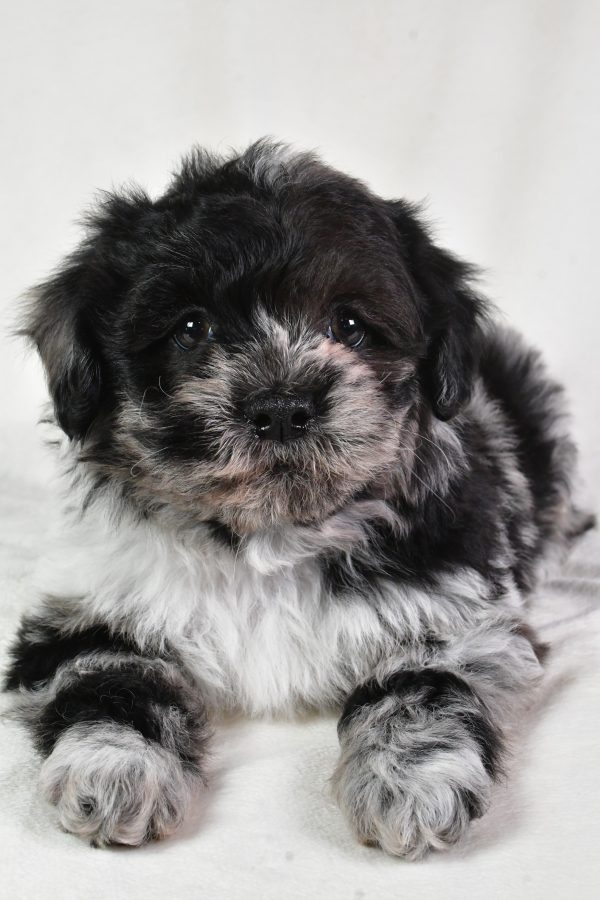 Sammy - Image 6