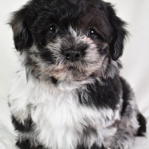Sammy