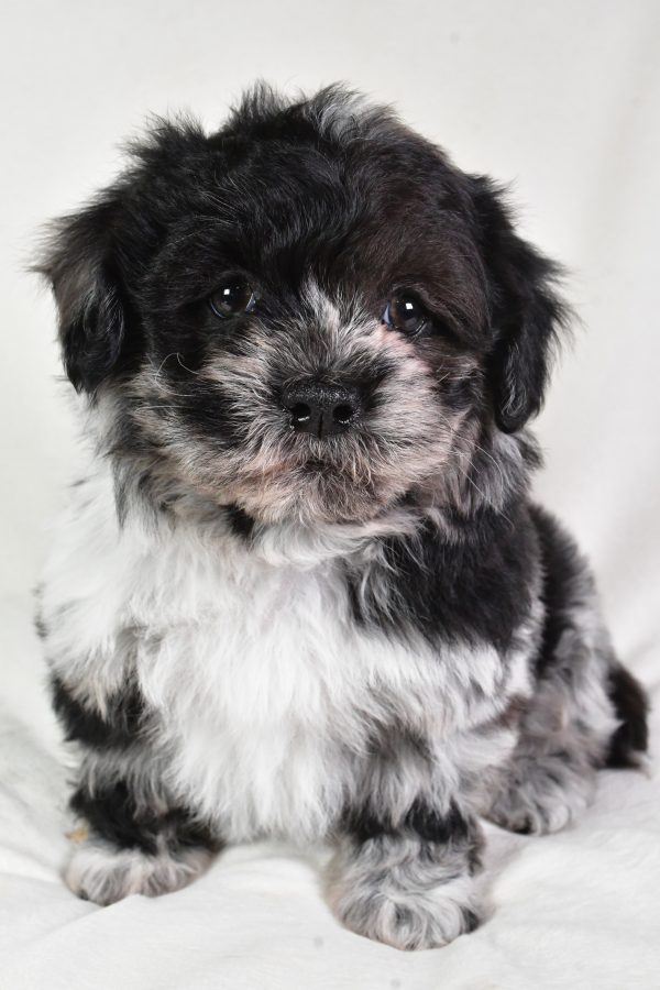 Sammy