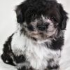 Sammy - Image 8