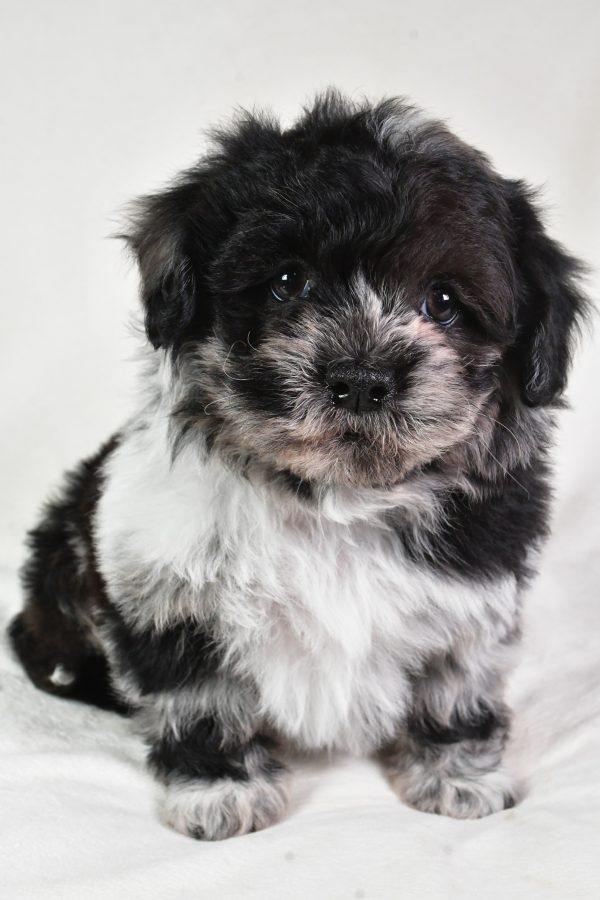 Sammy - Image 8