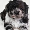 Sammy - Image 9