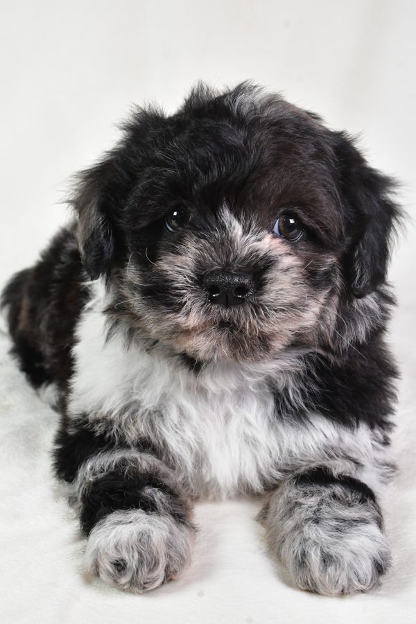 Sammy - Image 9