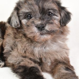 Samson