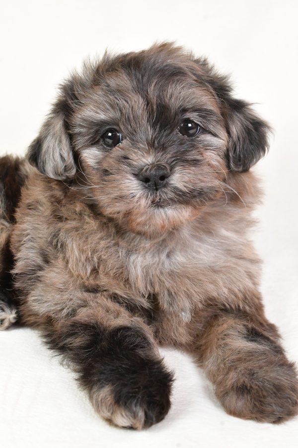Samson