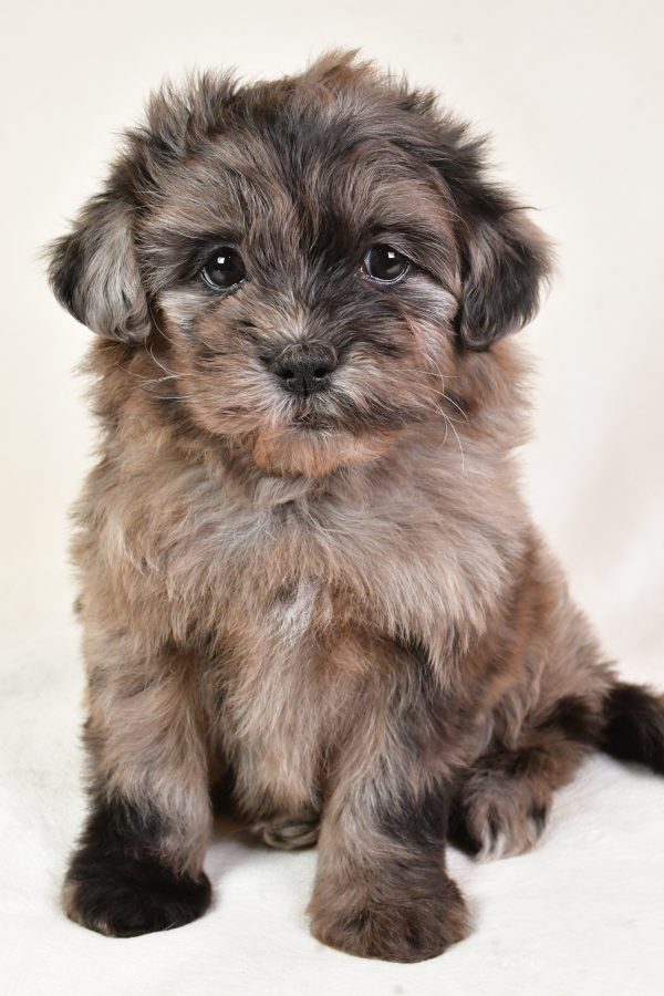 Samson - Image 7