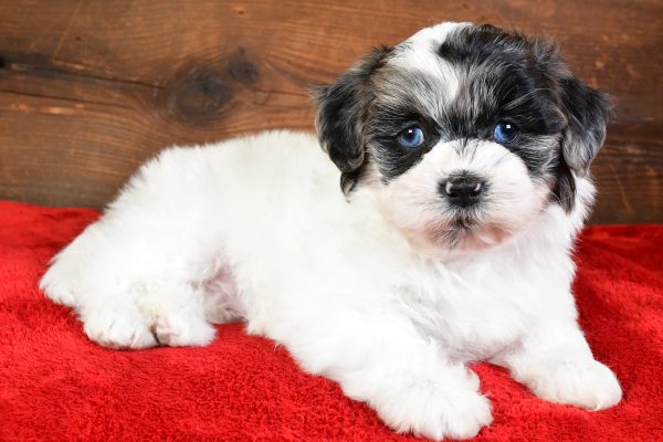 Sadie - Image 3