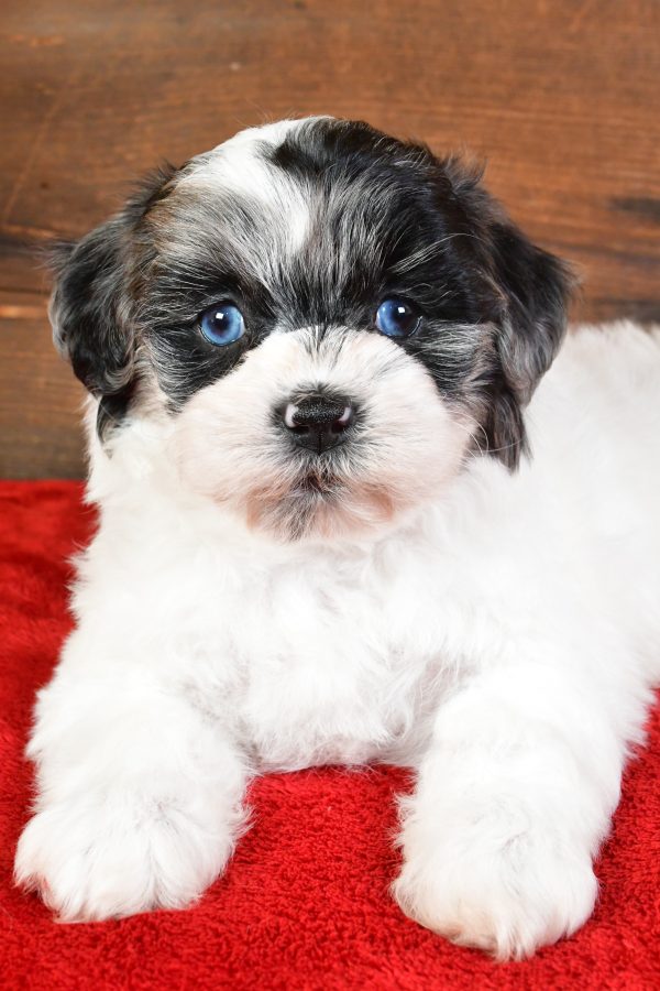 Sadie - Image 5