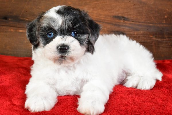Sadie - Image 6