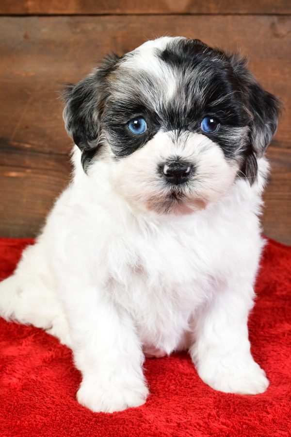 Sadie - Image 8