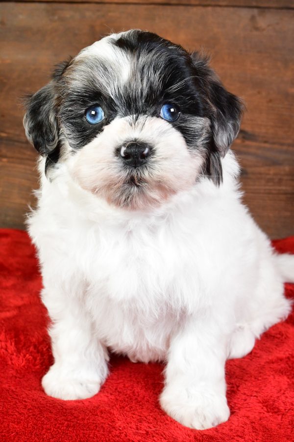 Sadie - Image 9