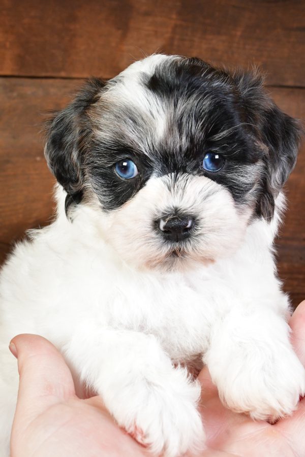Sadie - Image 11
